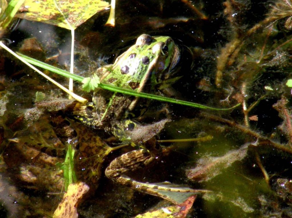 Rana da identificare - Pelophylax sp. (prov. Parma)
